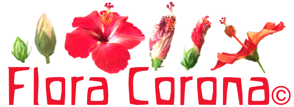 フローラコロナエッセンス