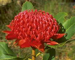 ワラタ Waratah/オーストラリア・ブッシュ・フラワーエッセンス