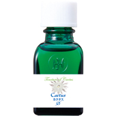 HJマザーチンクチャー Cactus (小) 20ml